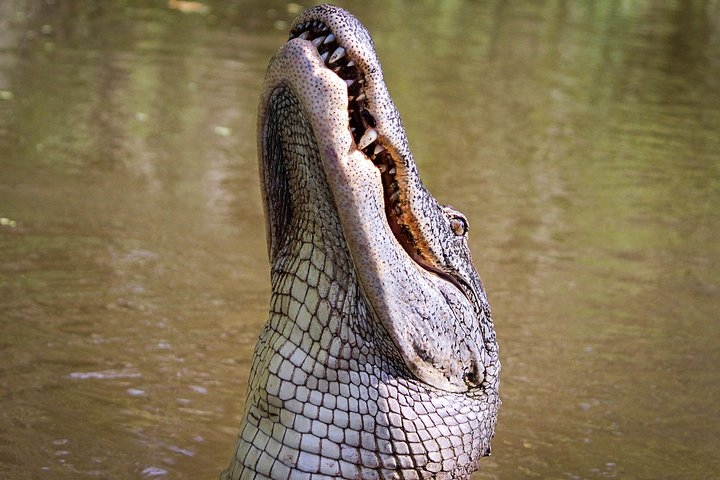 Private Airboat Ride with Tranportation from New Orleans