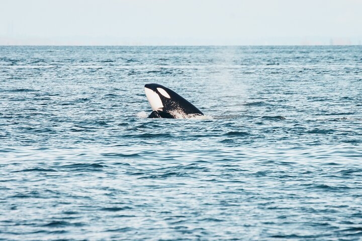 Vancouver Half-Day Whale Watching Adventure with Free Photos