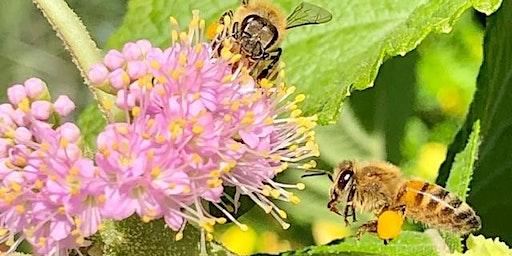 Home School Family Class -  Pollinator Power