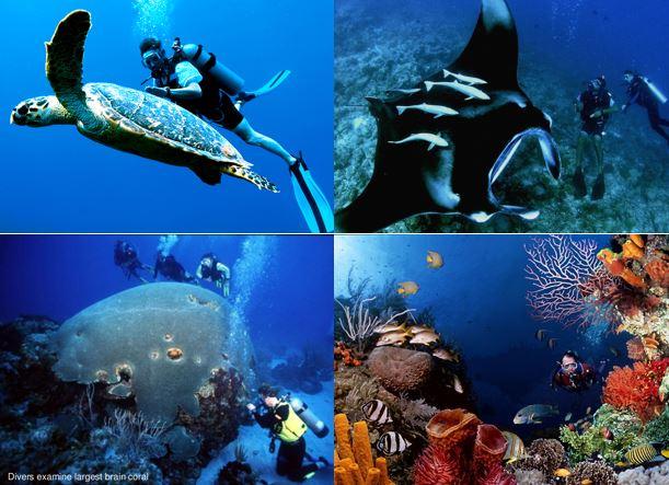 Village Dive Club Feb 2016 Tobago Dive Trip