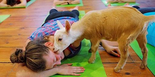 Do yoga with animals