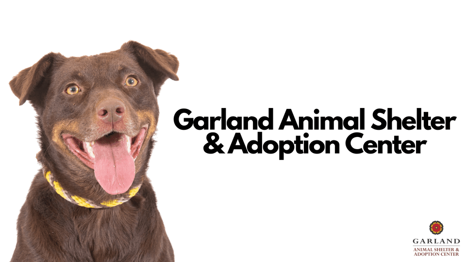 Garland Animal Services Alumni Dog Show
