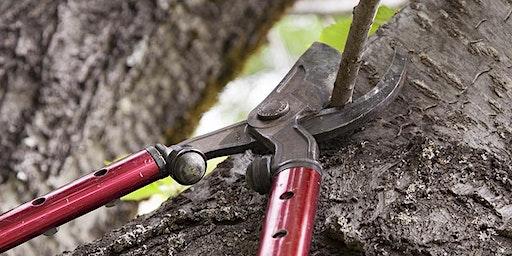 Pruning Fruit Trees for Beginners