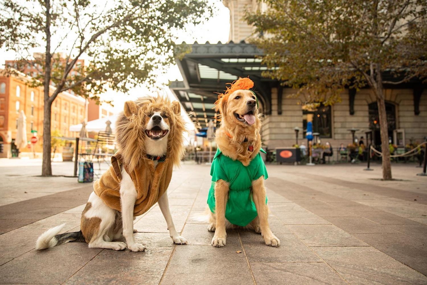 Howl-a-Ween Pet Parade at Denver Union Station
Mon Oct 24, 7:00 PM - Mon Oct 24, 7:00 PM
in 5 days