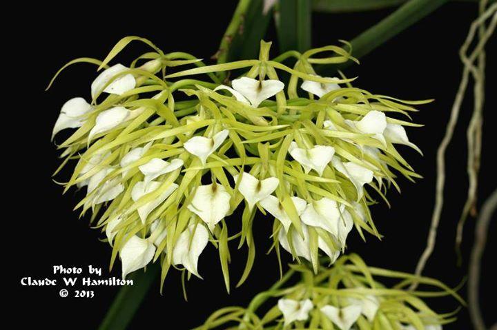 A Symphony of Orchids