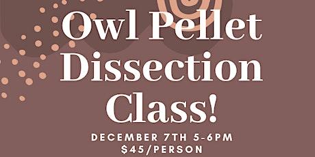 Owl Pellet Dissection Class