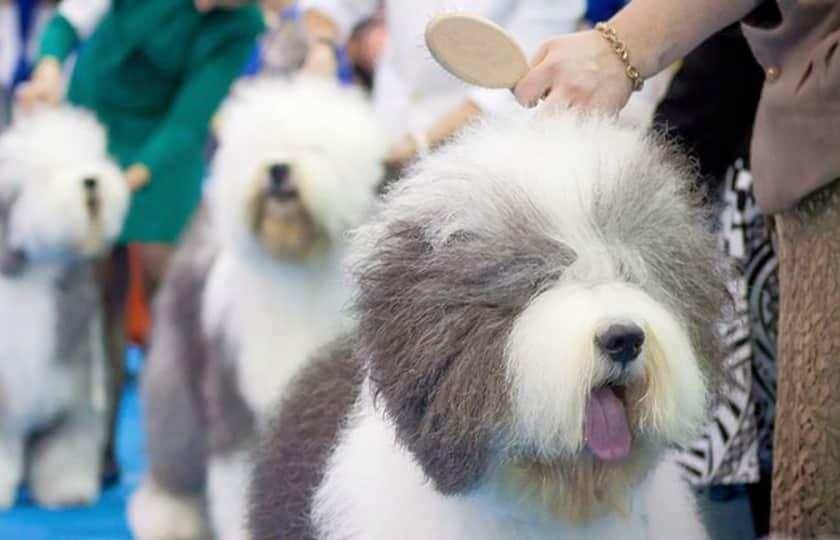 Westminster Kennel Club Dog Show