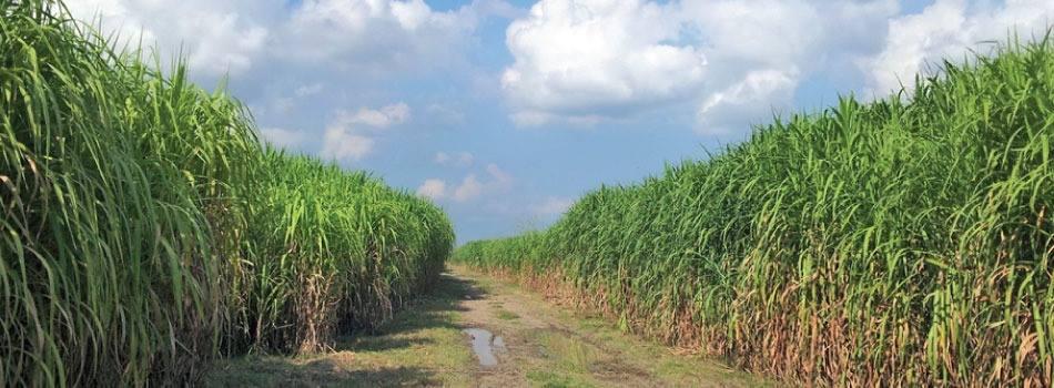 All-Cane 75th Anniversary and AGM